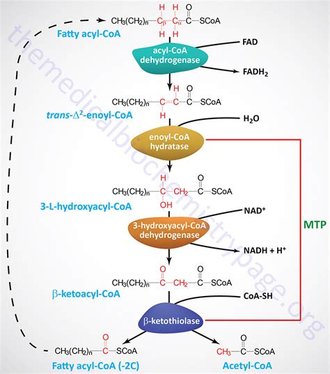 9.6: Oxidation of fatty acids .